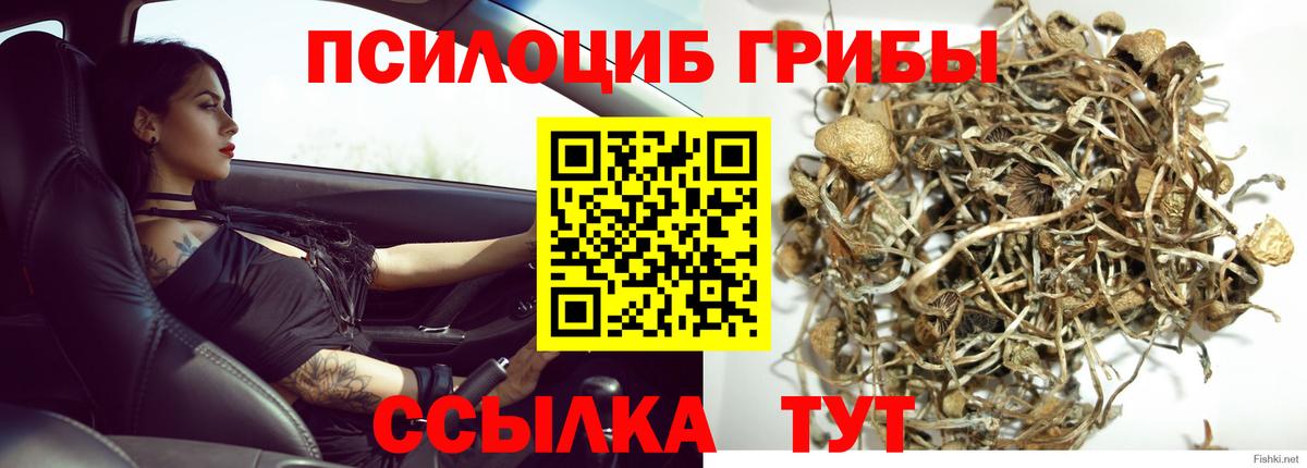 Псилоцибиновые грибы мицелий  Вход с VPN  Михайловск  Галлюциногенные грибы мицелий 